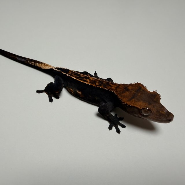 핀스트라이프 엠티백 쿼드 다크