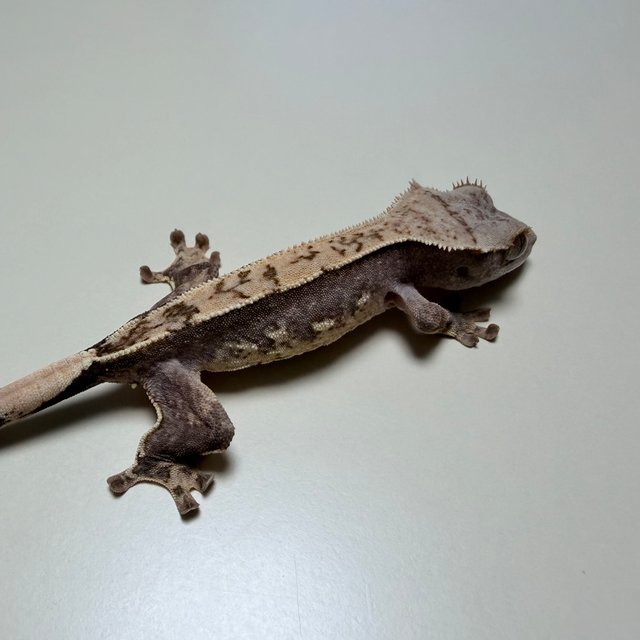 100%헷아잔틱 노멀 쿼드