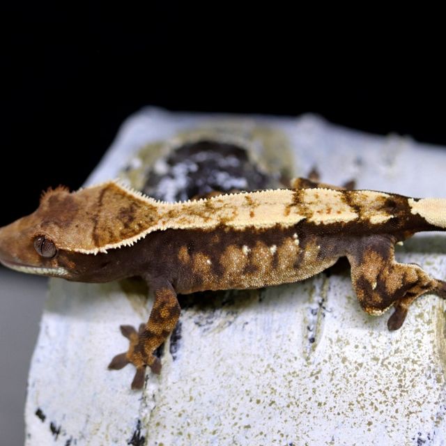세이블