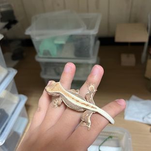 백백이