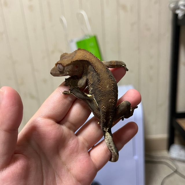 다크 팬텀
