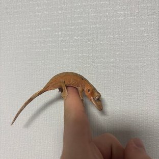 달마시안 레드