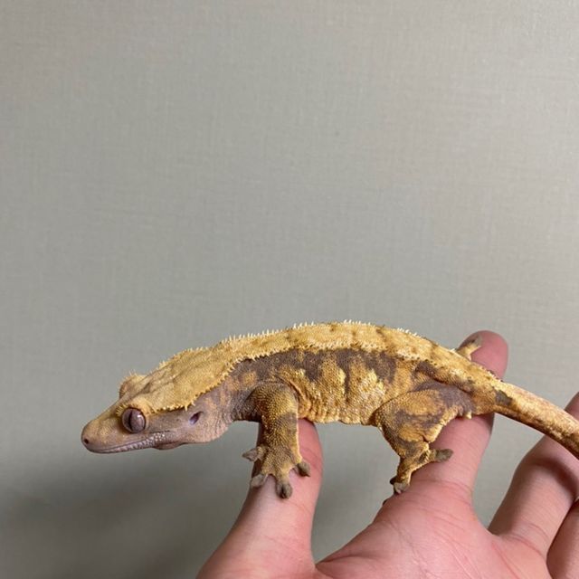 트라이