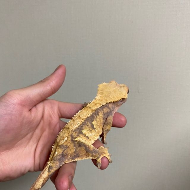 트라이