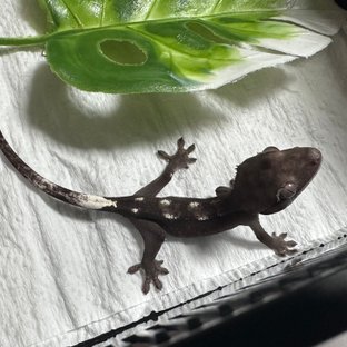 아잔틱