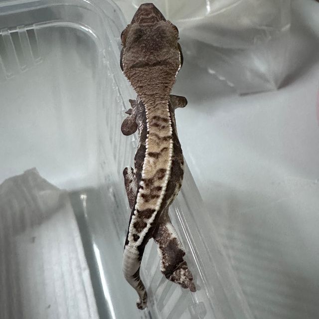 프라푸치노