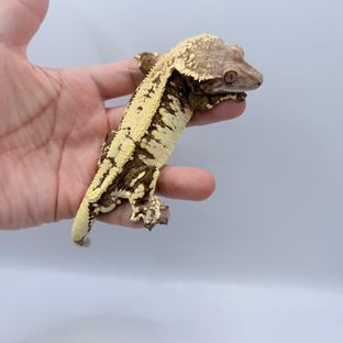 룡이
