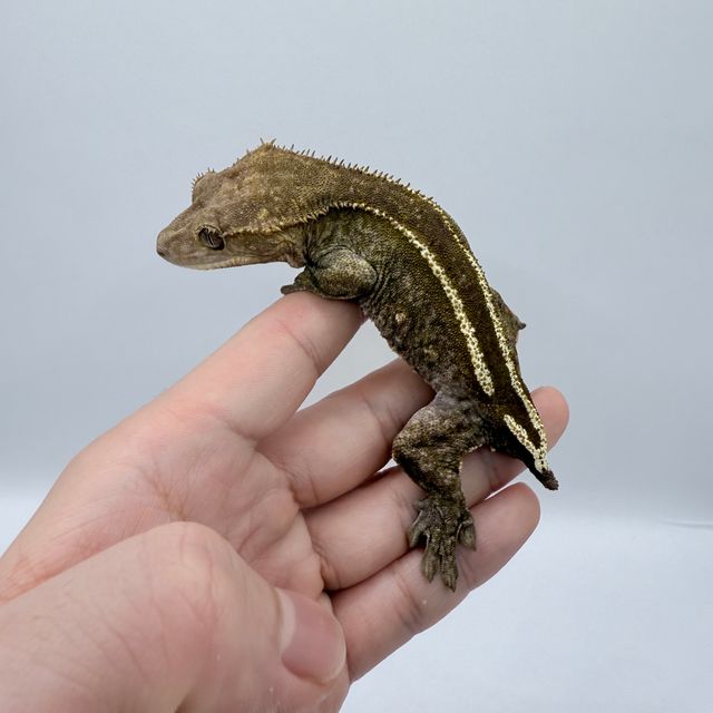 아잔틱