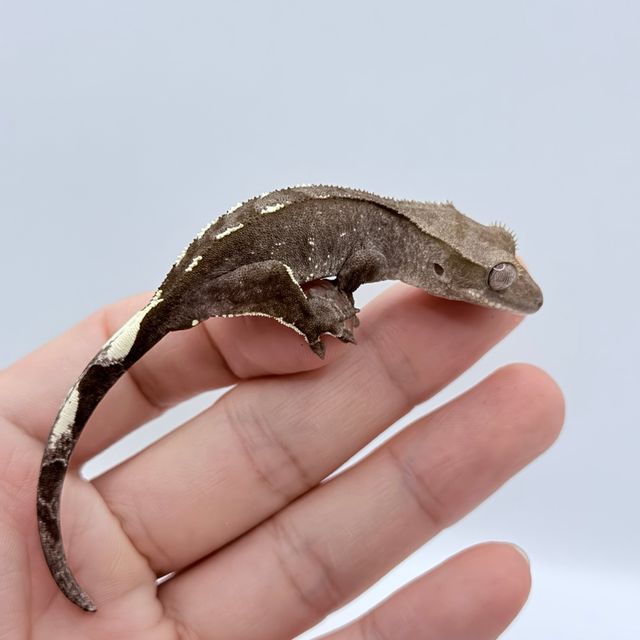 아잔틱