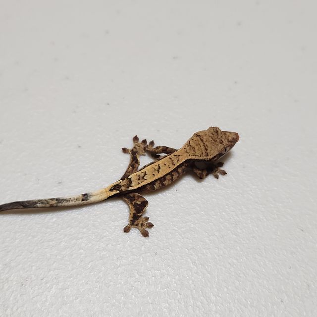 세이블