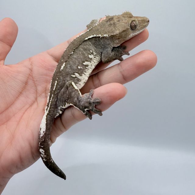 아잔틱