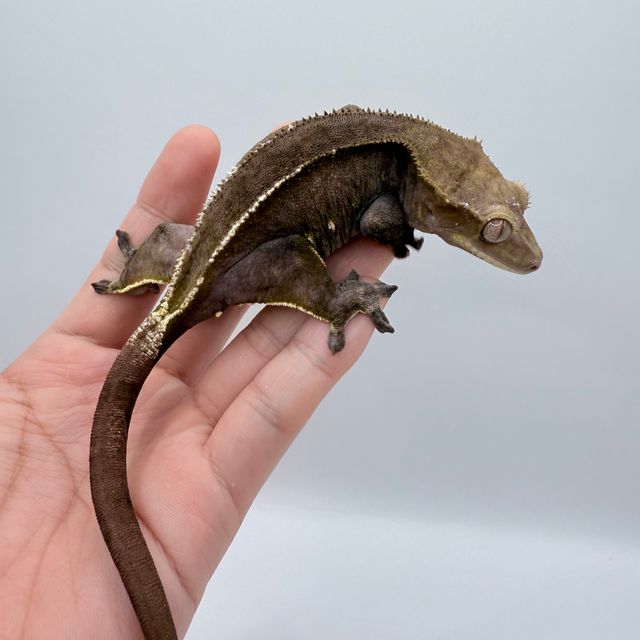 아잔틱