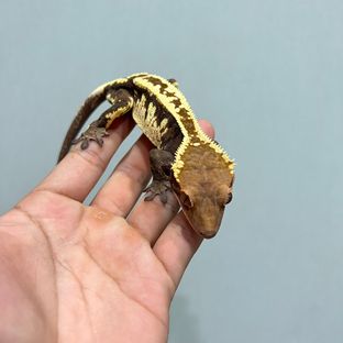 카푸치노