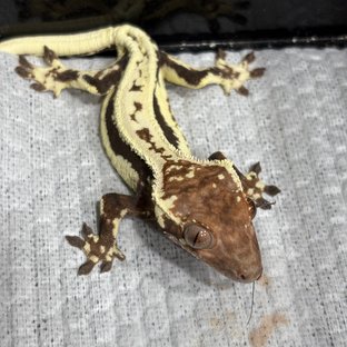 프라푸치노