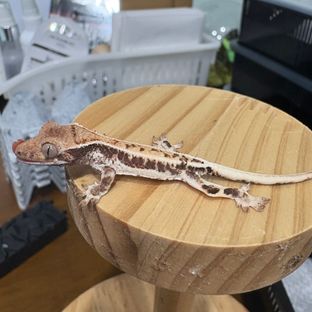 프라푸치노