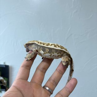 트라이 슈퍼스트라이프 익스트림할리퀸