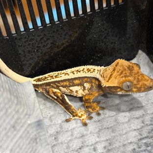 트라이 슈퍼스트라이프 노멀 텐저린