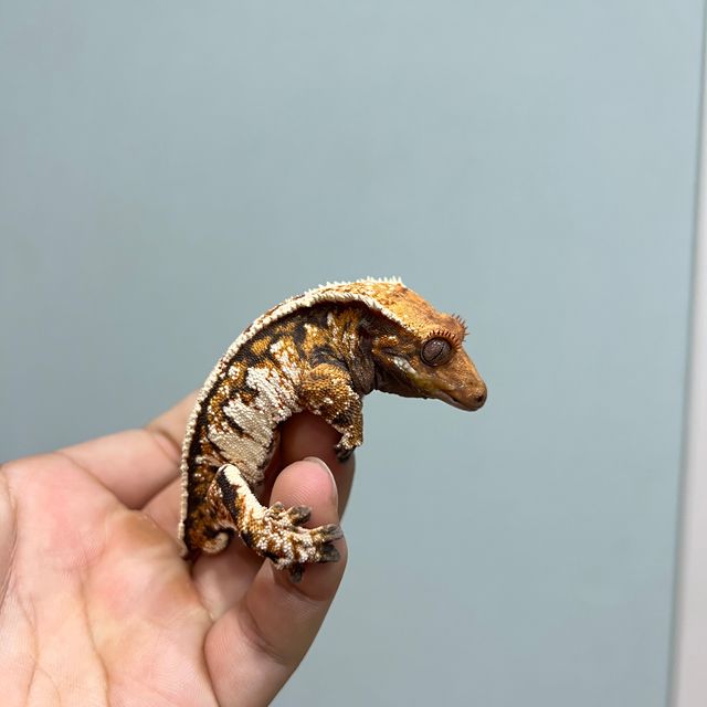텐저린 트라이 익스트림할리퀸