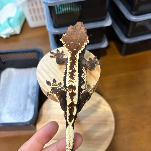 카푸치노