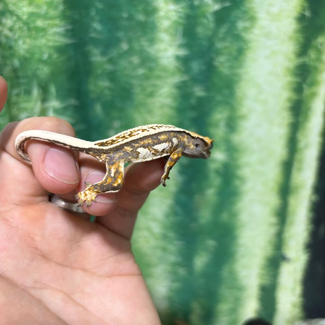 트라이 슈퍼스트라이프 노멀 텐저린