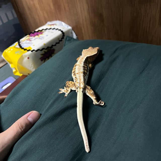 릴리화이트 트라이 익스트림할리퀸 텐저린