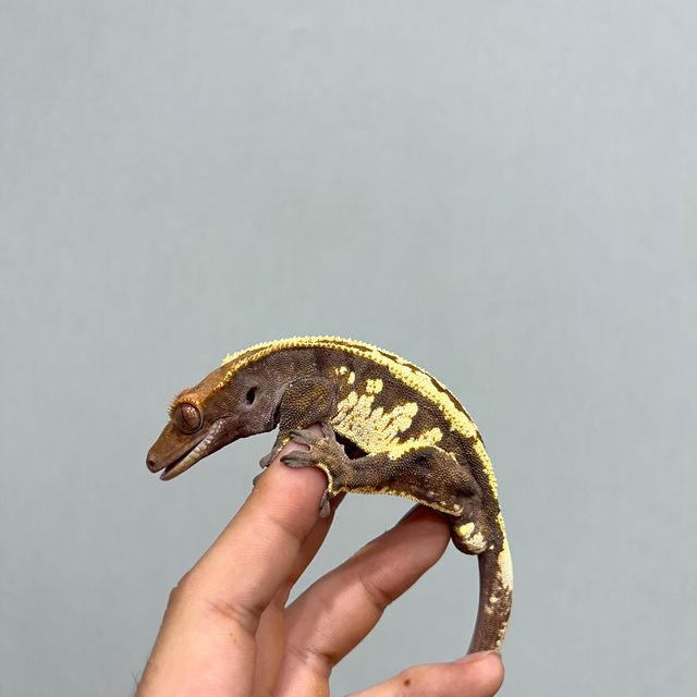 카푸치노