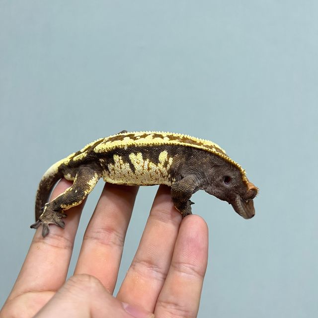 카푸치노