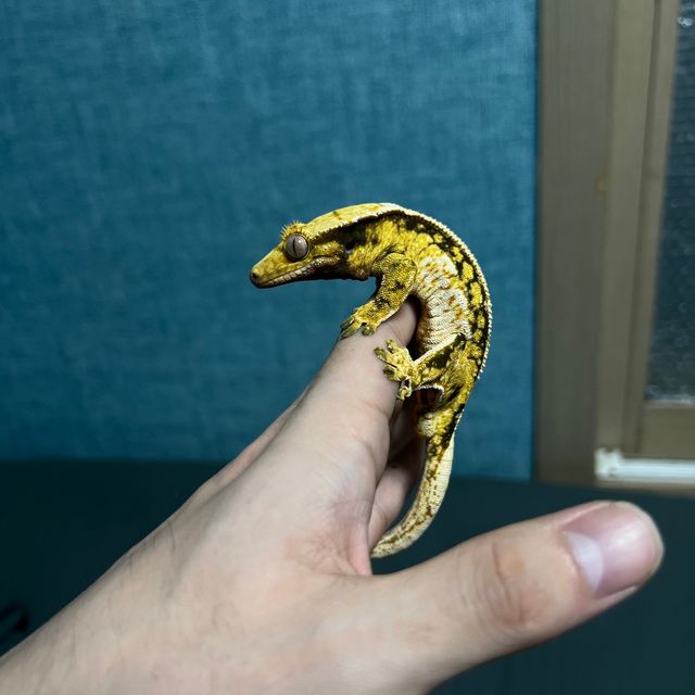 노멀 트라이 쿼드 핀스트라이프