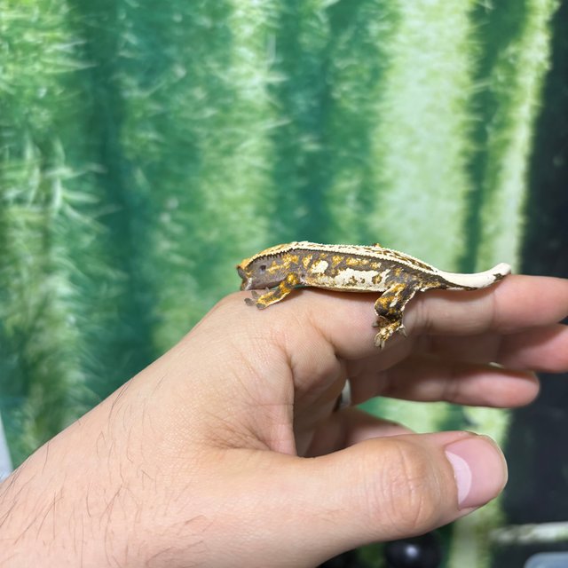 트라이 슈퍼스트라이프 노멀 텐저린