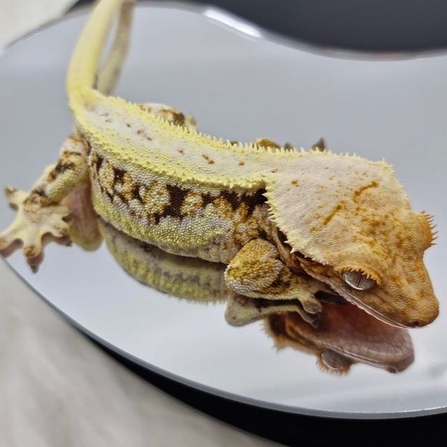 릴리화이트 트라이 레이지