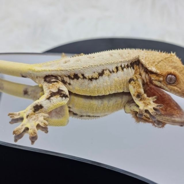 릴리화이트 레이지