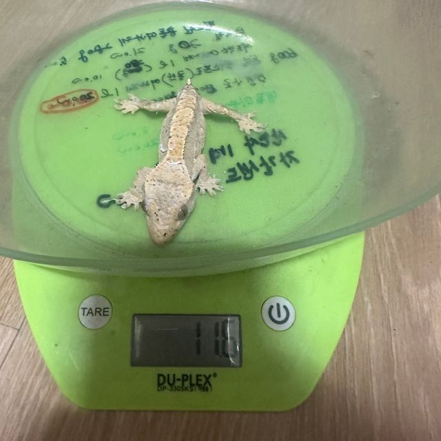 익스트림할리퀸