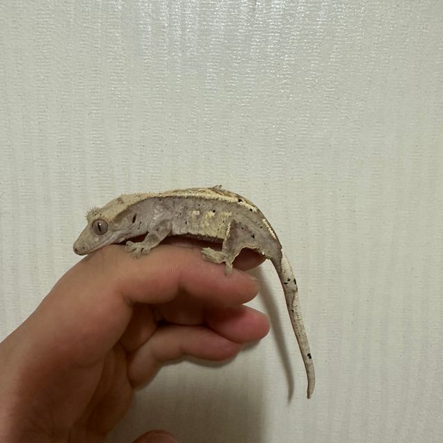 트라이