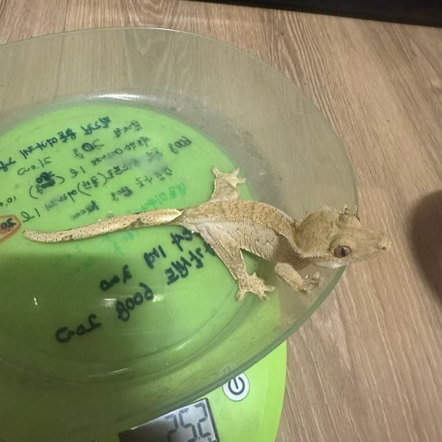 브린들 벅스킨 옐로우