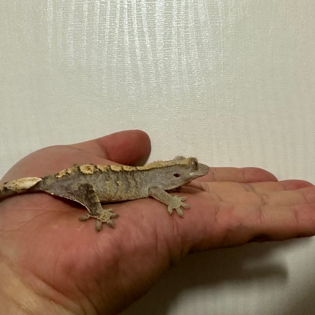 트라이