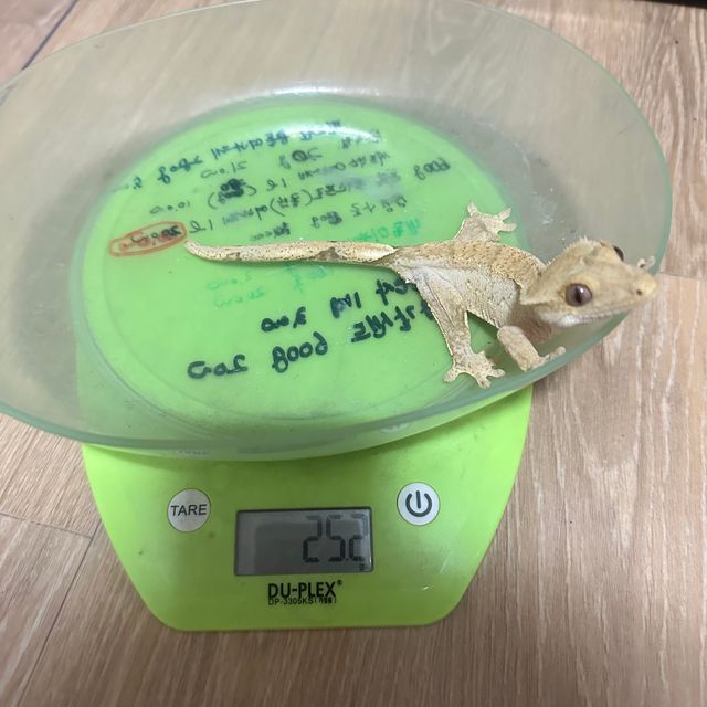 브린들 벅스킨 옐로우