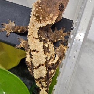 트라이 세이블