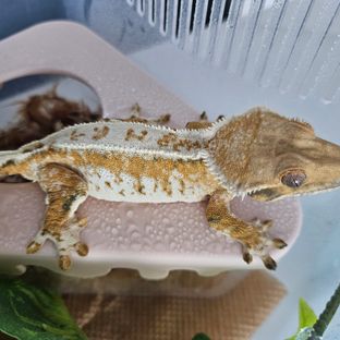 하이엔드끝판왕