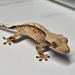 트라이