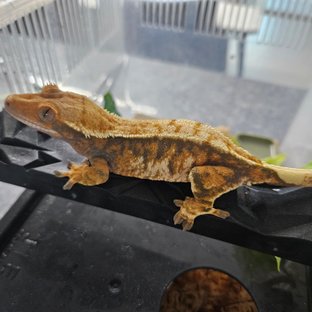 트라이 바브 텐저린