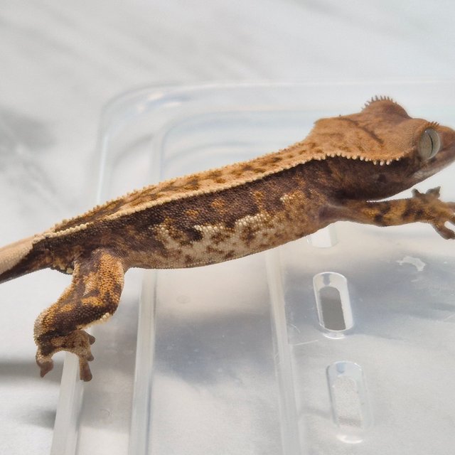 트라이 화이트핀