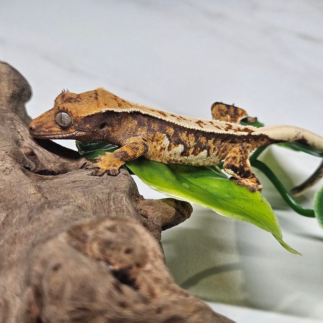 트라이 쿼드 핀스트라이프