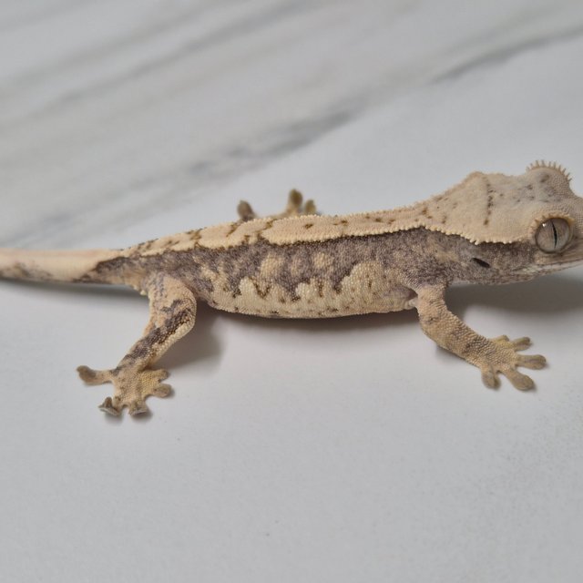 트라이 화이트핀