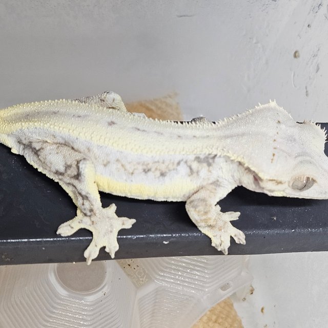 릴리화이트 드리피 화이트핀 화이트스팟 화이트 엑조틱