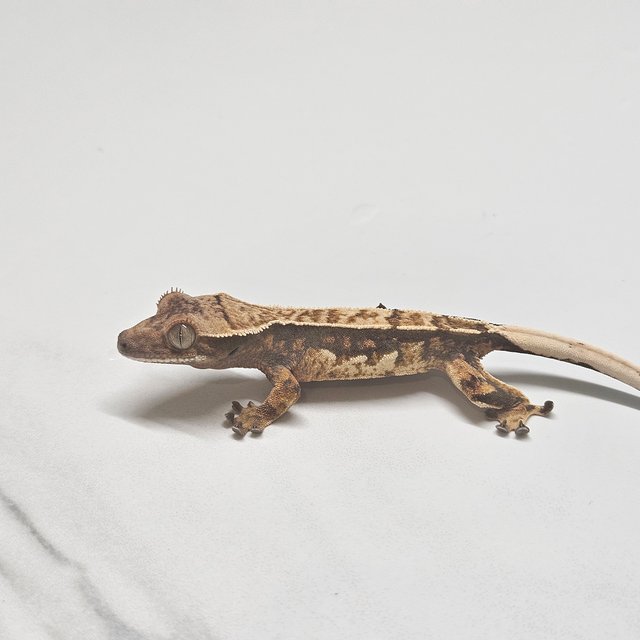 트라이 텐저린 화이트핀