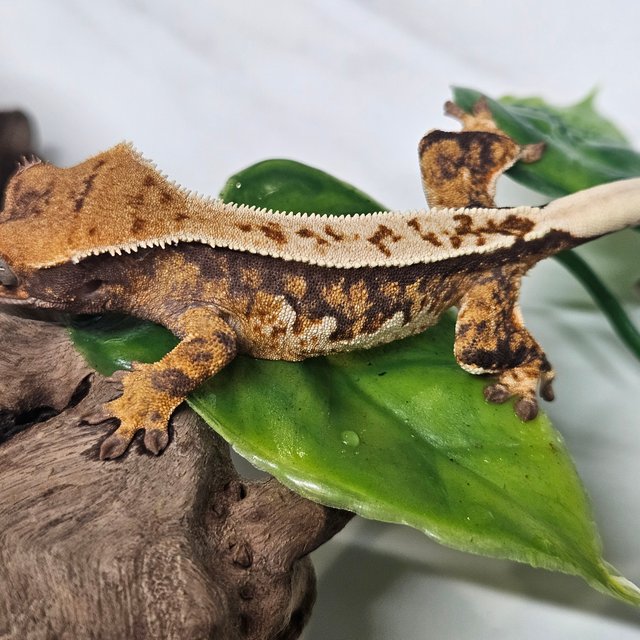 트라이 쿼드 핀스트라이프