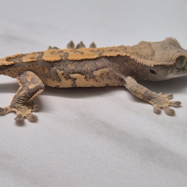 트라이 텐저린 타이거