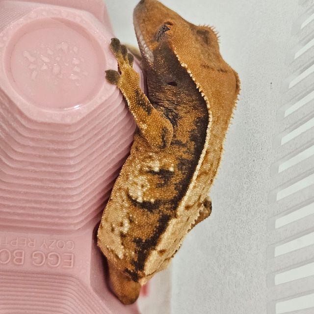 트라이 텐저린 바브