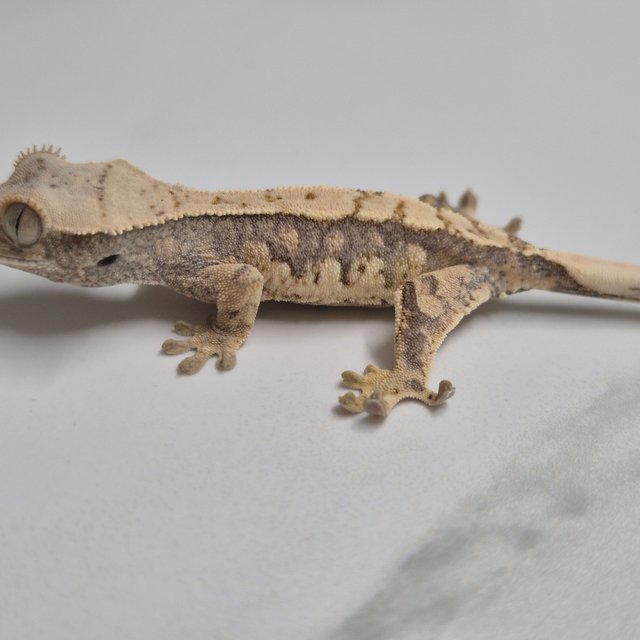 트라이 화이트핀