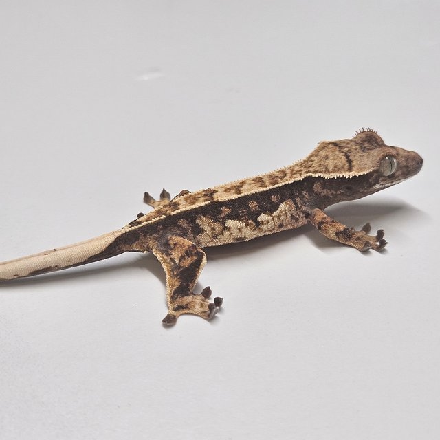 트라이 텐저린 화이트핀